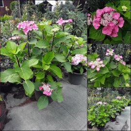 Гортензія крупнолистова (Hydrangea macrophylla) "Zorro" / контейнер C7.5 L