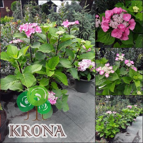 Саджанці купити Гортензія крупнолистова (Hydrangea macrophylla) "Zorro" / контейнер C7.5 L