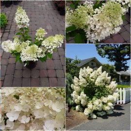 Гортензія волотиста  (Hydrangea paniculata) "Grandiflora" / контейнер С5 L