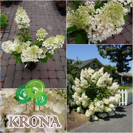 Саджанці купити Гортензія волотиста  (Hydrangea paniculata) "Grandiflora" / контейнер С5 L