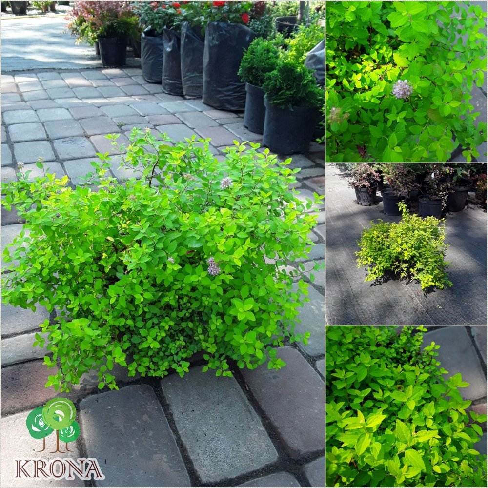 Саджанці купити Спірея японська (Spiraea japonica) "Golden Carpet" / контейнер С3 L