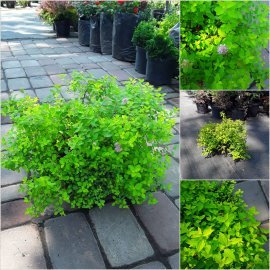 Спірея японська (Spiraea japonica) "Golden Carpet" / контейнер С3 L