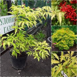 Бузина червона (Sambucus racemosa) "Sutherland Gold" / контейнер C5 L