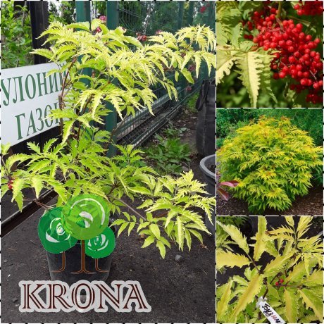 Саджанці купити Бузина червона (Sambucus racemosa) "Sutherland Gold" / контейнер C5 L