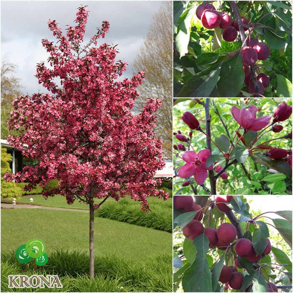 Саджанці купити Яблуня декоративна (Malus) "Liset" /Н200см+/ кому
