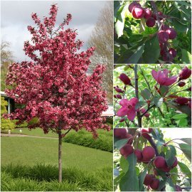 Яблуня декоративна (Malus) "Liset" /Н200см+/ кому