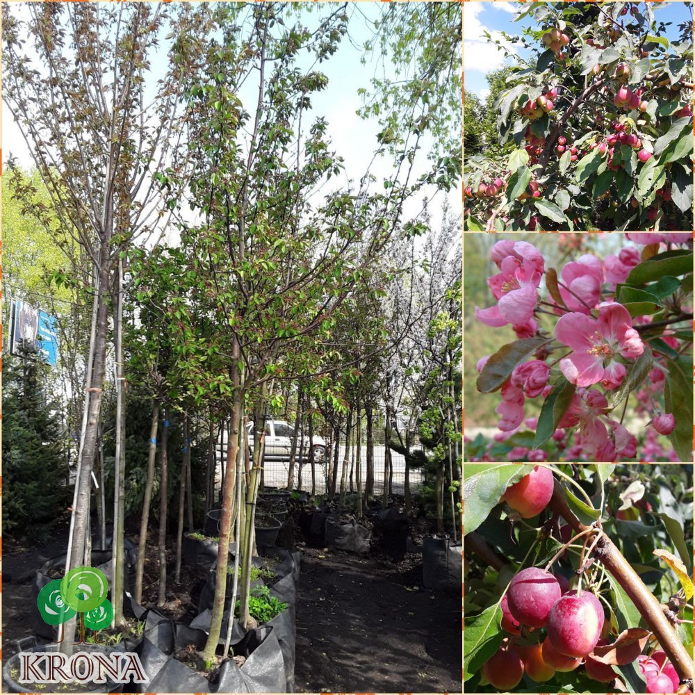 Саджанці купити Яблуня декоративна (Malus) "Ola" / H300-350 см / НО11-13см / контейнер