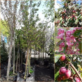 Яблуня декоративна (Malus) "Ola" / H300-350 см / НО11-13см / контейнер
