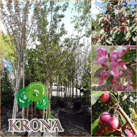 Саджанці купити Яблуня декоративна (Malus) "Ola" / H300-350 см / НО11-13см / контейнер