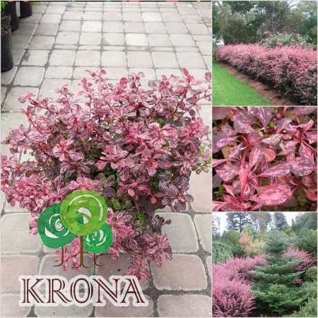 Саджанці купити Барбарис Тунберга "Rose Glow" / контейнер C3 L