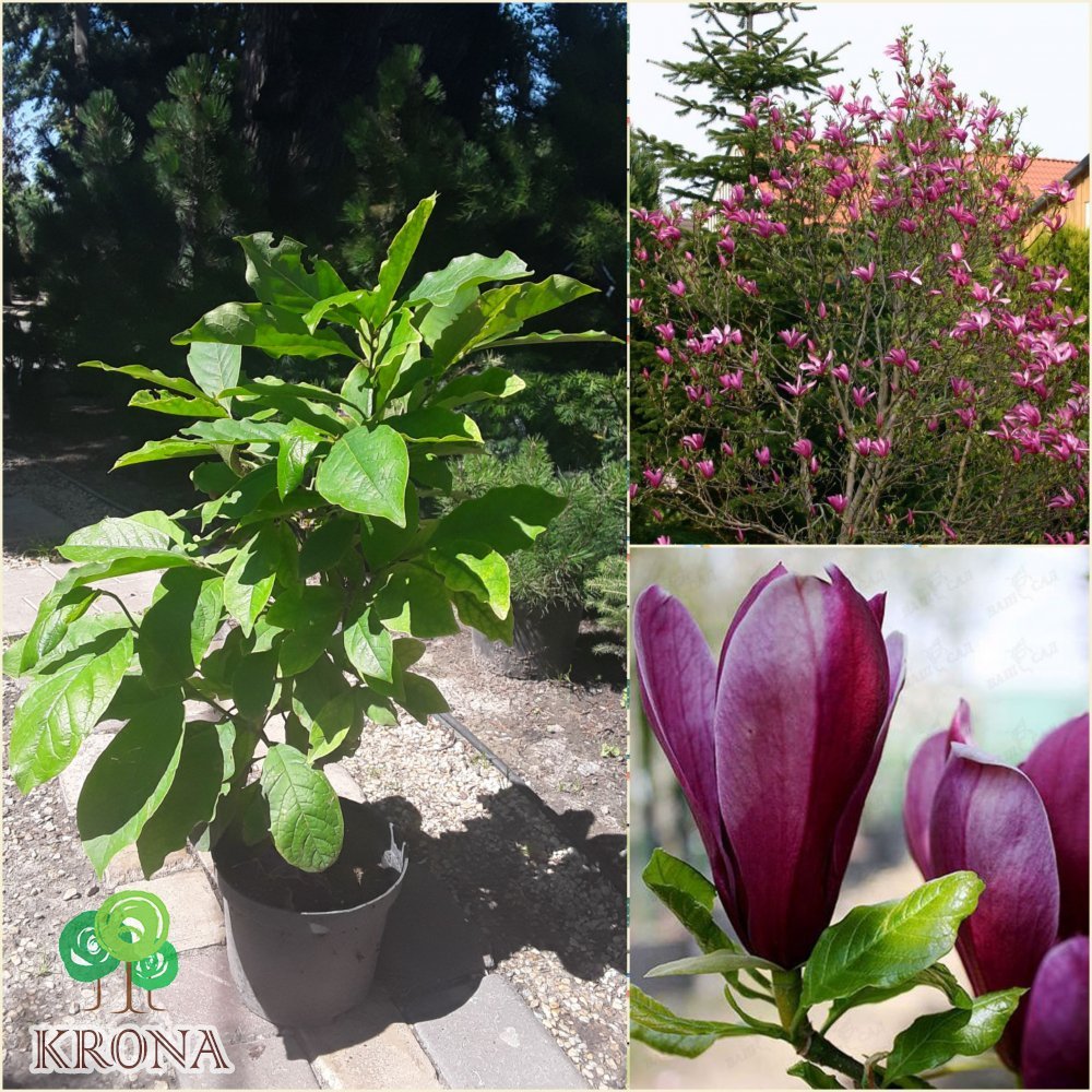 Саджанці купити Магнолія лілієцвітна (Magnolia liliiflora) "Nigra" / Н 40-60 см / С3