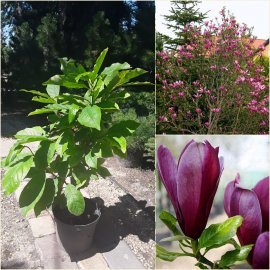 Магнолія лілієцвітна (Magnolia liliiflora) "Nigra" / Н 40-60 см / С3