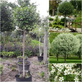 Вишня чагарникова (Prunus eminens) "Umbraculifera" / Stam 130-150 см / АЛЕ 8-10 см / контейнер