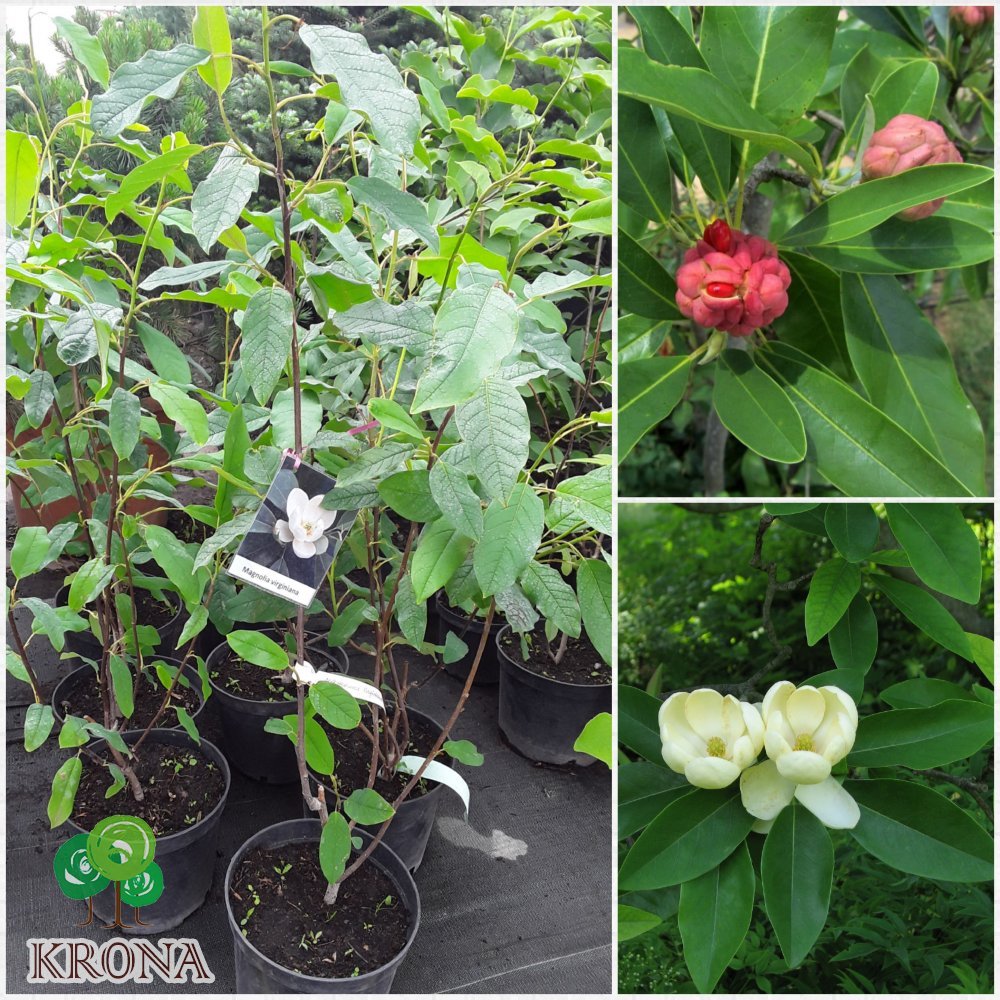 Саджанці купити Магнолія віргінська (Magnolia virginiana) /H 100-120 см/контейнер С5 L