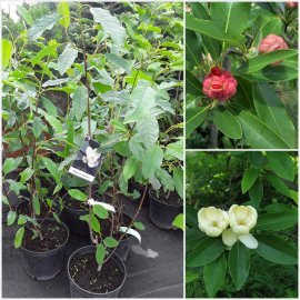 Магнолія віргінська (Magnolia virginiana) /H 100-120 см/контейнер С5 L