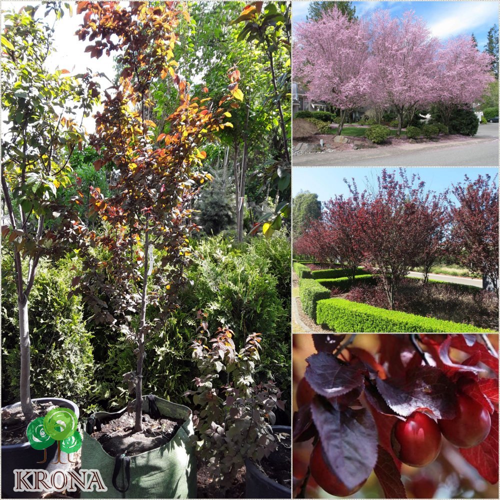 Саджанці купити Слива розчепірена (Prunus cerasifera) "Nigra" /Н 240-260 см/АЛЕ 8-10 см/контейнер