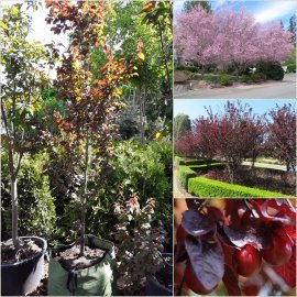 Слива розчепірена (Prunus cerasifera) "Nigra" /Н 240-260 см/АЛЕ 8-10 см/контейнер
