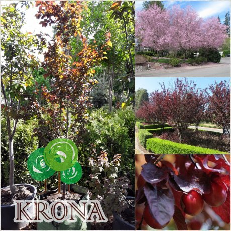 Саджанці купити Слива розчепірена (Prunus cerasifera) "Nigra" /Н 240-260 см/АЛЕ 8-10 см/контейнер