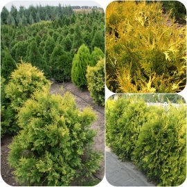Туя західна (Thuja occidentalis) "Sunkist" / Н130-150 см+ / ком