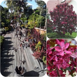 Яблуня декоративна (Malus) "Royalty" / H130-160 см / контейнер Яблуня декоративна (Malus) "Royalty" / H130-160 см / контейнер