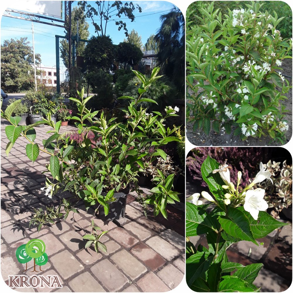 Саджанці купити Вейгела квітуча (Weigela florida) "Candida" / контейнер C5 L