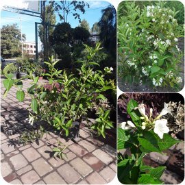 Вейгела квітуча (Weigela florida) "Candida" / контейнер C5 L