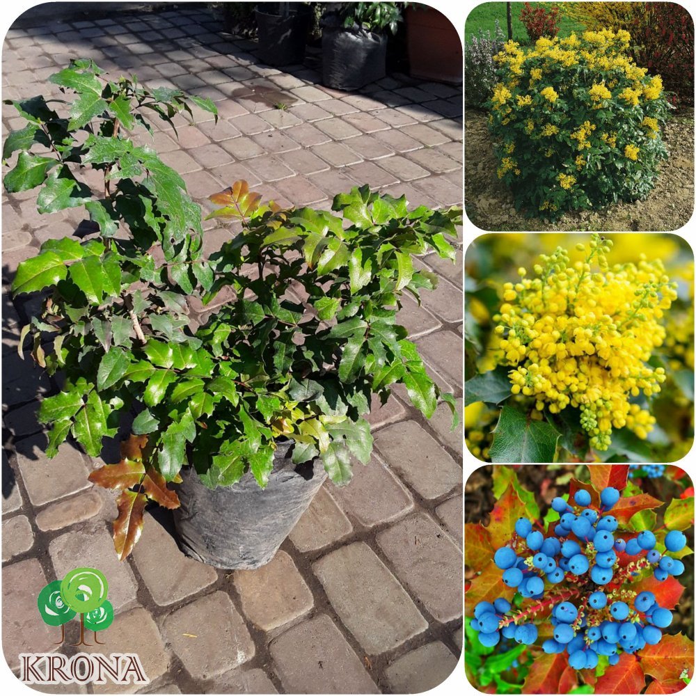 Саджанці купити Магонія падуболиста (Mahonia aquifolia) /Н 25-35 см/ контейнер С 5 L