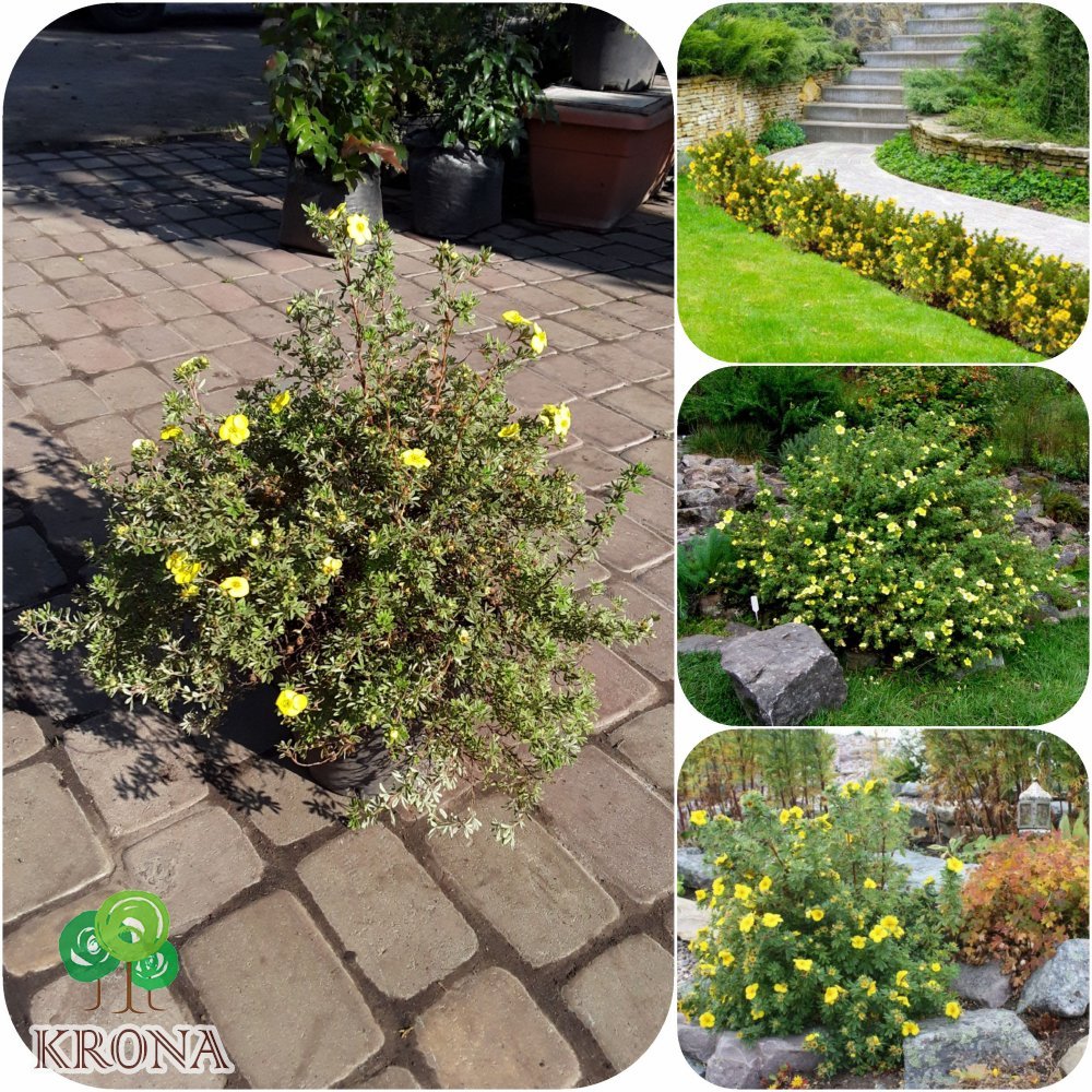 Саджанці купити Перстач кущовий (Potentilla fruticosa) "Kobold" /контейнер C5L