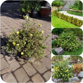 Перстач кущовий (Potentilla fruticosa) "Kobold" /контейнер C5L