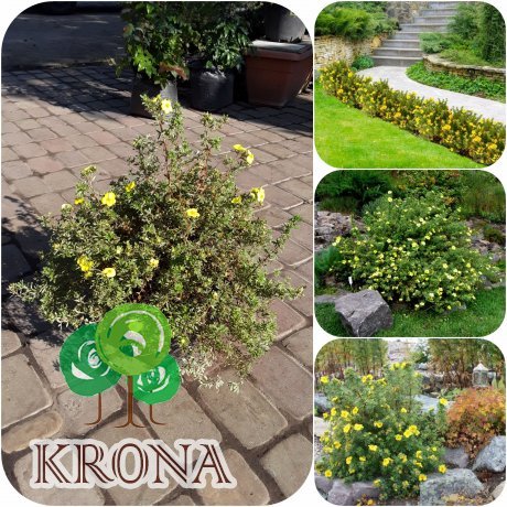 Саджанці купити Перстач кущовий (Potentilla fruticosa) "Kobold" /контейнер C5L