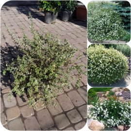 Перстач чагарниковий (Potentilla fruticosa) "Abbotswood"/ контейнер С10 L Перстач чагарниковий (Potentilla fruticosa) "Abbotswood"/ контейнер С10 L