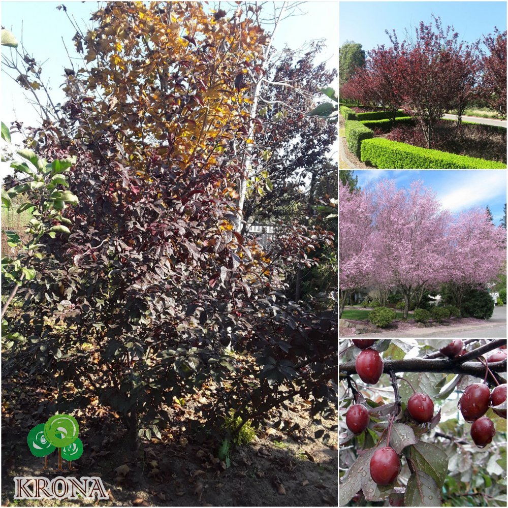 Саджанці купити Слива розчепірена (Prunus cerasifera) "Nigra"/ H180см+/НО12-14см /ком