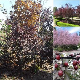 Слива розчепірена (Prunus cerasifera) "Nigra"/ H180см+/НО12-14см /ком
