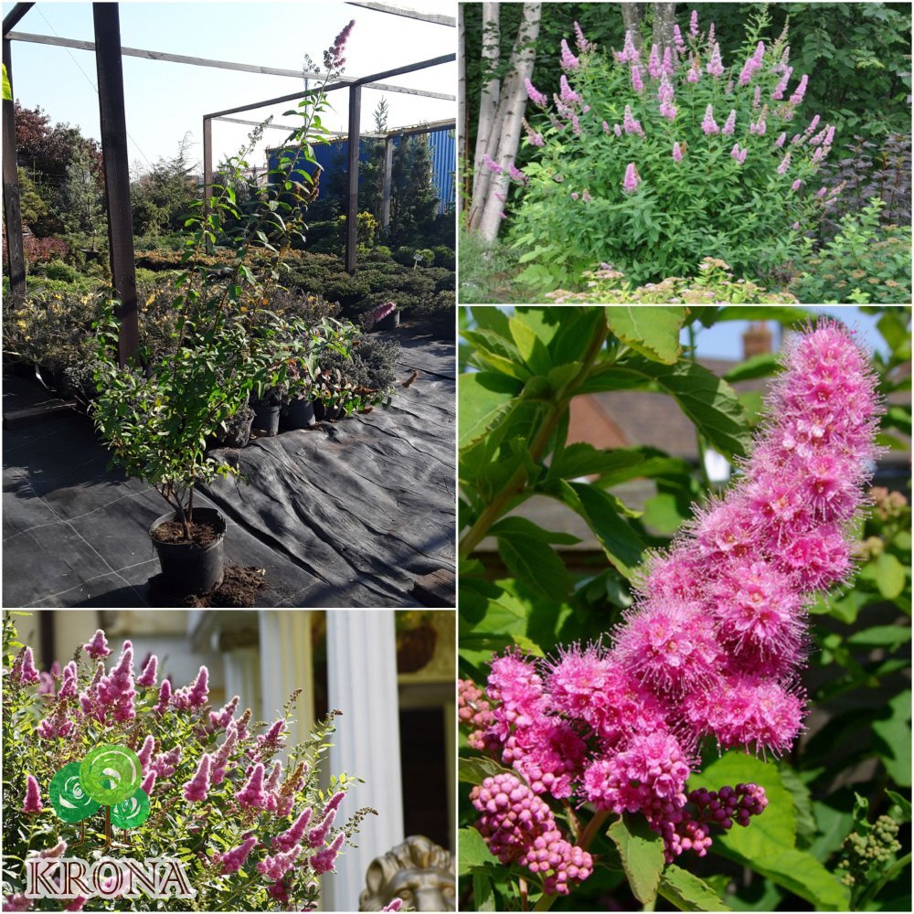 Саджанці купити Спірея Дугласа (Spiraea douglasii) / контейнер C7.5 L