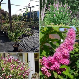 Спірея Дугласа (Spiraea douglasii) / контейнер C7.5 L