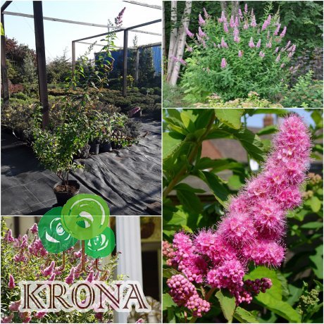 Саджанці купити Спірея Дугласа (Spiraea douglasii) / контейнер C7.5 L