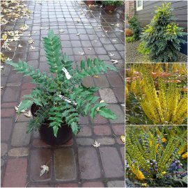Магонія середня (Mahonia media) "Charity"/контейнер C7 L