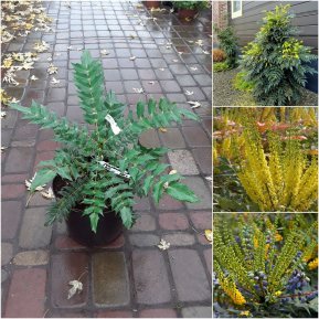 Магонія середня (Mahonia media) "Charity"/контейнер C7 L