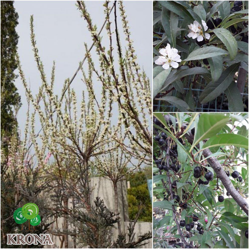 Саджанці купити Слива приземка (Prunus pumila) ''Depressa'' /Stam 120 см/АЛЕ 8-10см/ кому
