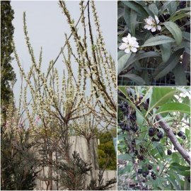 Слива приземка (Prunus pumila) ''Depressa'' /Stam 120 см/АЛЕ 8-10см/ кому