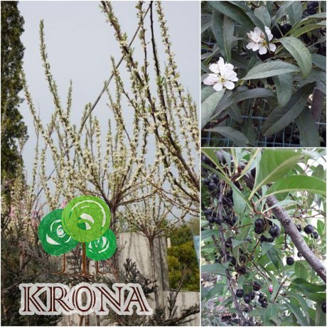 Саджанці купити Слива приземка (Prunus pumila) ''Depressa'' /Stam 120 см/АЛЕ 8-10см/ кому