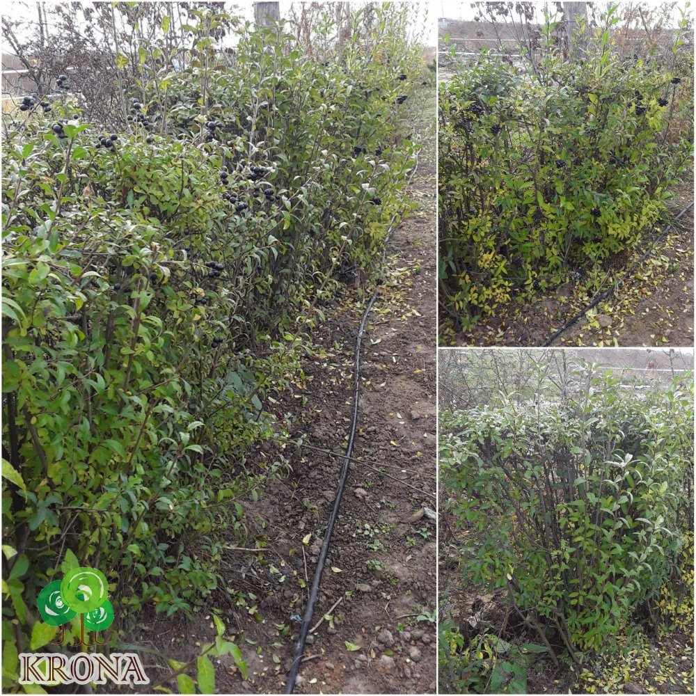 Саджанці купити Бірючина звичайна (Ligustrum vulgare) "Atrovirens" / Н 160см+/ком