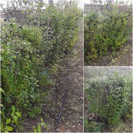 Бірючина звичайна (Ligustrum vulgare) "Atrovirens" / Н 160см+/ком Бірючина звичайна (Ligustrum vulgare) "Atrovirens" / Н 160см+/ком