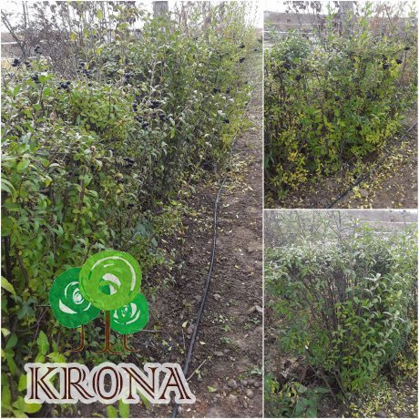 Саджанці купити Бірючина звичайна (Ligustrum vulgare) "Atrovirens" / Н 160см+/ком