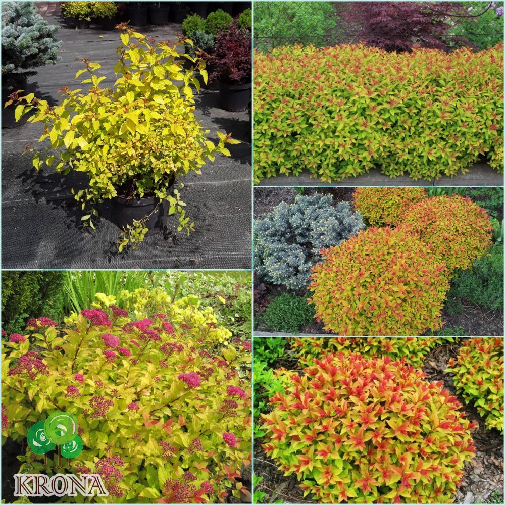Саджанці купити Спірея японська (Spiraea japonica) "Goldflame" / контейнер C3 L