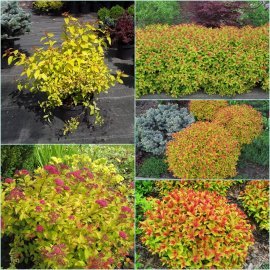 Спірея японська (Spiraea japonica) "Goldflame" / контейнер C3 L