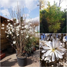 Магнолія зірчаста "Стелата" (Magnolia stellata) / кущ  Н 130-150 см+ / контейнер