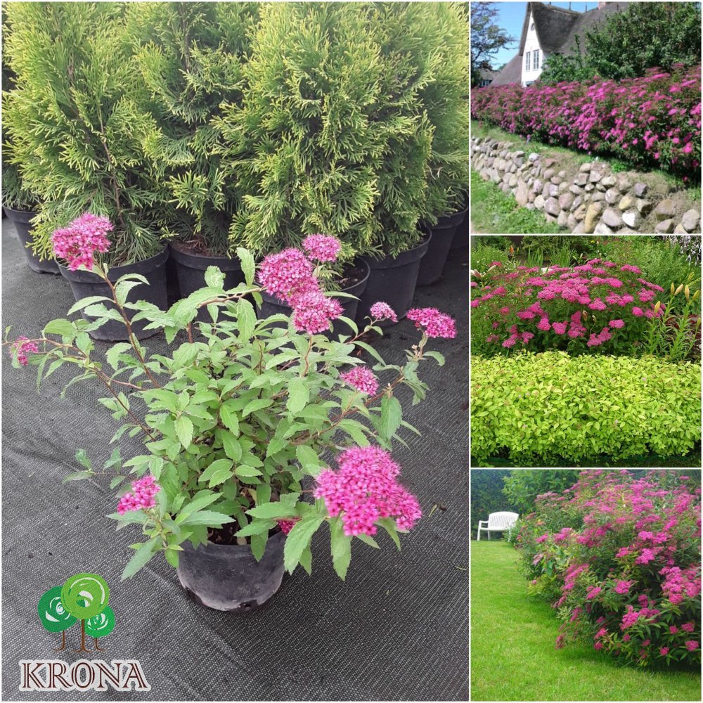 Саджанці купити Спірея японська (Spiraea japonica) "Anthony Waterer" / контейнер C5 L