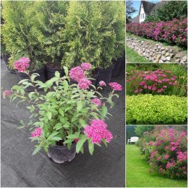 Спірея японська (Spiraea japonica) "Anthony Waterer" / контейнер C5 L