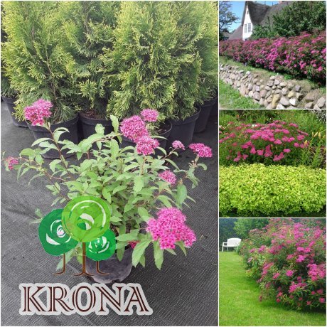 Саджанці купити Спірея японська (Spiraea japonica) "Anthony Waterer" / контейнер C5 L